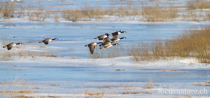 Bernache 7502.jpg - Bernache du Canada, Branta canadensis, Canada Goose (Hornborgasjön, Suède, avril 2013)